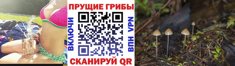 Купить где  Нефтекамск  Псилоцибиновые грибы Psilocybine cubensis 